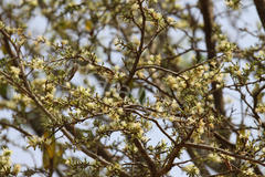 Alangium salviifolium